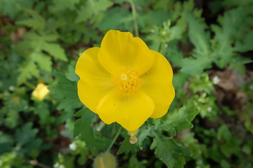 Fototapeta premium Woodland Poppy, yellow wildflower close-up