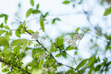 white flowers and green leaves