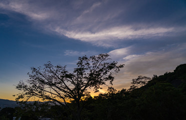 Colorful sunset behind a tree