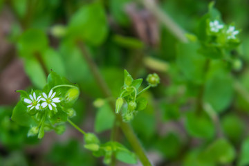 White and yellow wildflowers  
