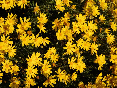 African bush daisy, or euryops chrysanthemoides, yellow flowers