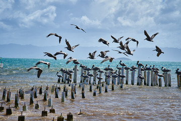 Seagulls and pelicans flying and posed in a abandoned dock. Coche Island. Venezuela