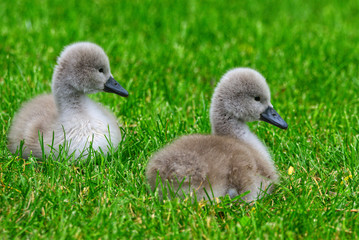 Two Mute Swan (Cygnus olor) cygnets graze on a vibrant green lawn in Stratford, Ontario, Canada