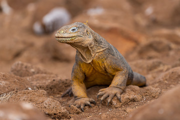Land Iguana in Galapagos