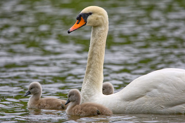Mute Swan Adult & Cygnets (Cygnus olor) in Stratford, Ontario, Canada
