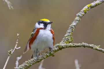 A male Chestnut-sided Warbler sits up alert in the crook of a branch on a spring morning in southwestern Ontario, Canada
