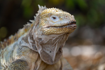 Land Iguana in Galapagos