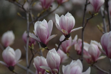 magnolia blossom