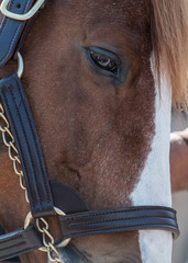 Eye of a Champion