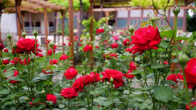 walk in the Roses garden. red flowers