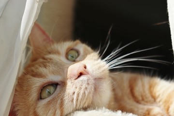 レースカーテンと日向ぼっこ猫アメリカンショートヘアー