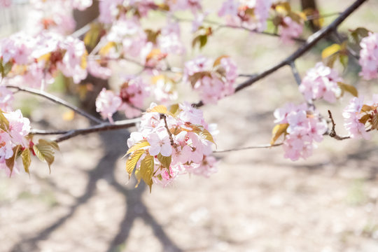 [春]＿満開の桜