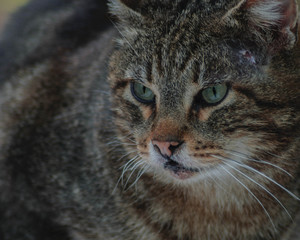 Naklejka na ściany i meble british shorthair cat