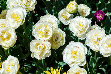 Field of white tulips with selective focus. Spring, floral background. Garden with flowers. Natural blooming.