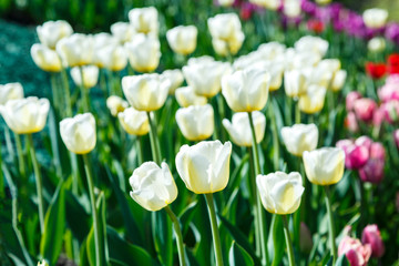 Field of violet and white tulips with selective focus. Spring, floral background. Garden with flowers. Natural blooming.