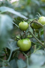 A closer look at fresh green tomatoes growing in a garden