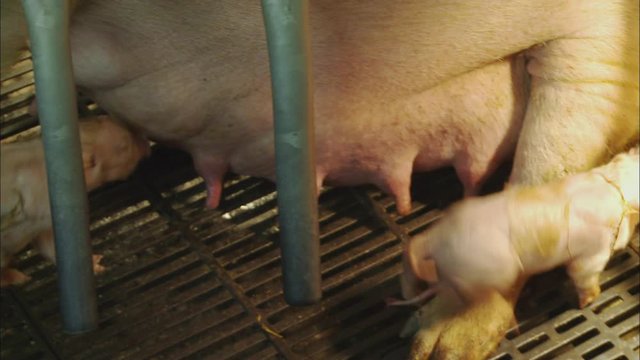 Close-up of sow lying with hungry newborn piglets searching for mother's  tits to feed in a farrowing crate, Pig Farm, UK