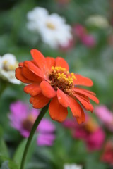 Zinnia flowers are blooming in the morning.