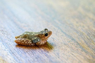Living little frog on a wooden table background in a tropical garden, close up, Tanzania, Africa, copy space