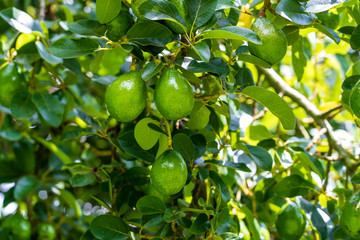 Green leaves and avocado fruits on tree in a tropical garden, close up, Tanzania, Africa