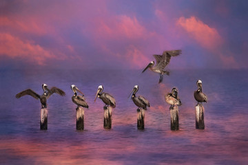 Group of Pelicans in Sunrise