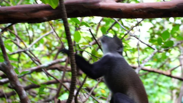 Wild endemic blue monkey sitting on the branch in tropical forest on the island of Zanzibar, Tanzania, East Africa, close up