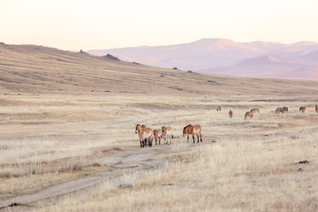 large group of Przewalski's horse at khustain nuruu national park mongolia during sunset