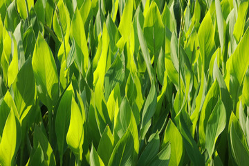 Cannaceae green leaves in the park