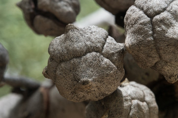A macro photo of the Juniper Berry's texture.