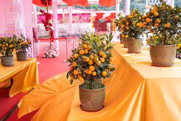 Fototapeta na wymiar Tangerines, a symbol of good luck at Chinese New Year.