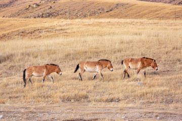 Naklejka na ściany i meble small group of Przewalski's horse at khustain nuruu national park mongolia during sunset