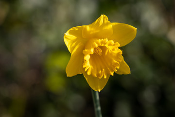 yellow daffodil in the garden