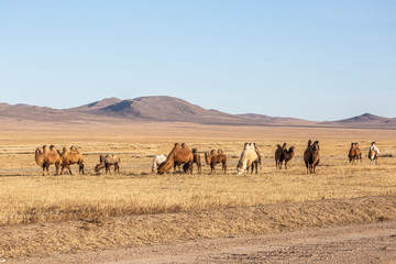 The Bactrian camel (Camelus bactrianus) is a large, even-toed ungulate native to the steppes of...