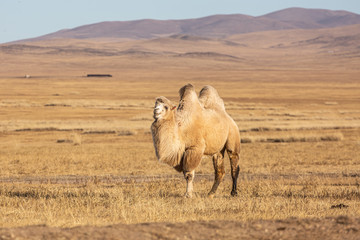 The Bactrian camel (Camelus bactrianus) is a large, even-toed ungulate native to the steppes of Mongolia. The Bactrian camel has two humps on its back