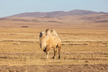 Foto auf Alu-Dibond The Bactrian camel (Camelus bactrianus) is a large, even-toed ungulate native to the steppes of Mongolia. The Bactrian camel has two humps on its back © Pises Tungittipokai