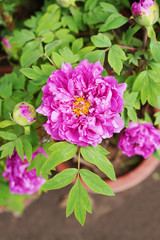 Pink peony in the garden.