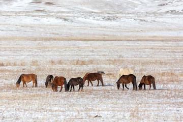 Group of wildhorse during winter season at mongolia