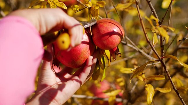 Mom helps her daughter cut a pomegranate from a tree branch