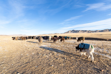 nomadic man with horse and dog is .Herds of cattle migrated to escape the cold during winter season