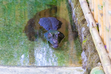 naturaleza exotico verde colombia america el sur pereira quindio salvaje flamenco oso rios papagayo pisingo hipopotamo danta jaguar cocodrilo bufalo mono jirafa cebra bioparque sabana africa salvaje 