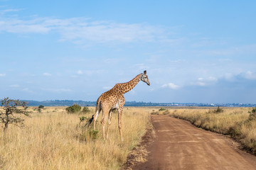 giraffe cross the road