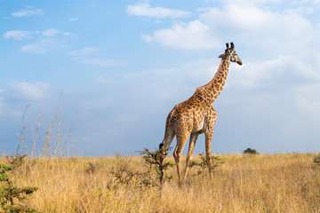 giraffe cross the road