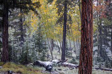 Fototapeta premium Winter intrudes on Autumn with an unseasonal snow storm. White Mountains, Arizona.