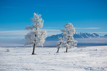 group of frozen tree on winter field and blue sky with tiny clouds