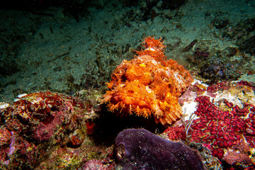 Fototapeta na wymiar Red stone fish on the coral