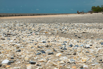 Shells washed up on the beach.