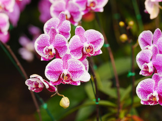 Close-up shot bouquet of a fresh and natural colorful tropical orchid select focus shallow depth of field