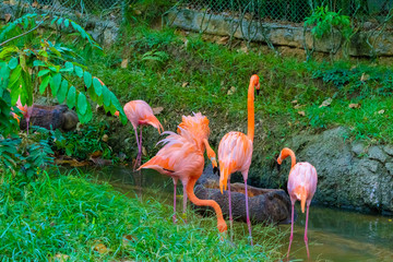 naturaleza exotico verde colombia america el sur pereira quindio salvaje flamenco oso rios papagayo pisingo hipopotamo danta jaguar cocodrilo bufalo mono jirafa cebra bioparque sabana africa salvaje 