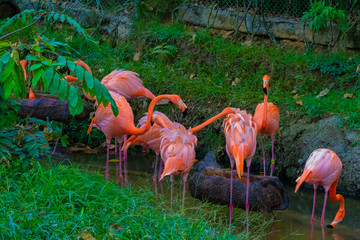 naturaleza exotico verde colombia america el sur pereira quindio salvaje flamenco oso rios papagayo pisingo hipopotamo danta jaguar cocodrilo bufalo mono jirafa cebra bioparque sabana africa salvaje 