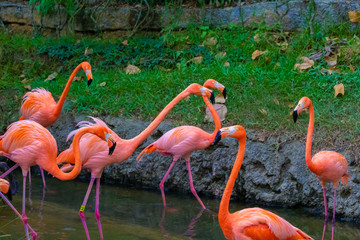 naturaleza exotico verde colombia america el sur pereira quindio salvaje flamenco oso rios papagayo pisingo hipopotamo danta jaguar cocodrilo bufalo mono jirafa cebra bioparque sabana africa salvaje 